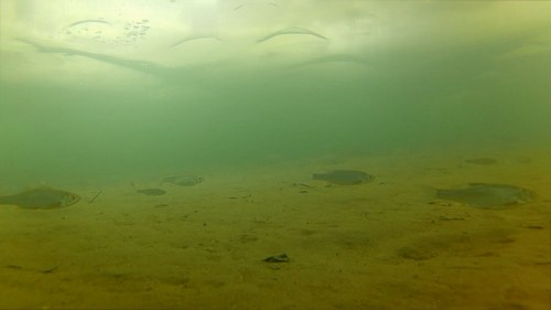 Качество видео подводной экшн-камеры Пример качества подводной съемки экшн-камеры